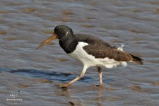 oystercatcher1.jpg