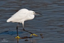 little egret2.jpg