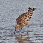 curlew 900 3.jpg