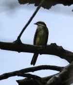 Img_0870_Flycatcher.jpg