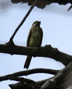 Img_0872_Flycatcher.jpg