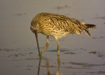 eurasian curlew  rx100 kw30x iso200 DSC00762.jpg