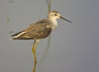 marsh sandpiper  rx100 kwzm 50x iso200 _DSC8001.jpg