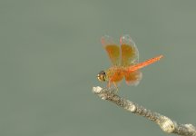 dragonfly D800 500mm_N8D1644.jpg