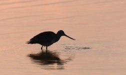 bt godwit sunrise DY N8D_6122.jpg