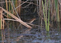 Baillon's Crake.jpg