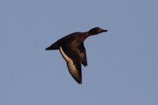 Ferruginous Duck.jpg