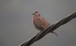 DSCN2485 Red Turtle Dove - MK.jpg