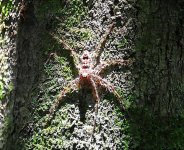 Huntsman spider (Medium).jpg