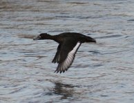 Tufted Duck.jpg