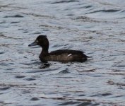 Tufted Duck 2.jpg