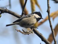 Coal Tit.jpg