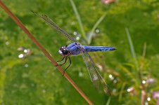 Blue Dragonflysmall.jpg