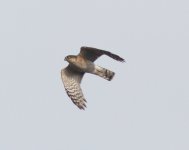 Eurasian Sparrowhawk.jpg