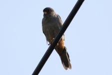 Amur Falcon.jpg