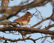 Rustic Bunting.jpg