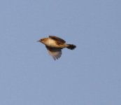 Zitting Cisticola.jpg