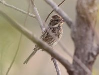 Black-faced Bunting.jpg