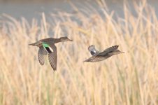 Eurasian Teal.jpg