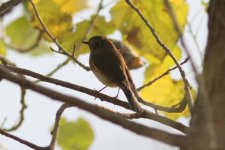 Red-flanked Bluetail.jpg