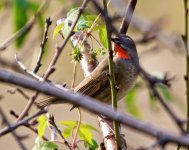 Siberian%20Rubythroat%20-%20XYS%20-%20November%202012-L.jpg