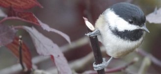 Chickadee at Dusk.jpg