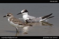 Little tern.jpg