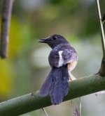 white-rumped shama IMG_9670.jpg