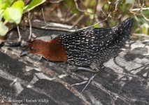 Red-chested Flufftail- SW Cape - 11.2012 2.jpg