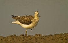 greenshank  rx100 kwzm 50x iso200 DSC00836.jpg