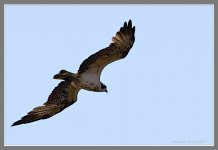 Osprey-L.jpg