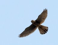 Kestrel-XYS-M.jpg