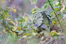 pigeon, white-bellied green002.jpg