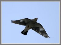 Red-Billed-Starling-L.jpg