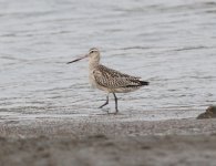 Bar-tailed Godwit.jpg