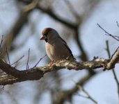 Hawfinch.jpg