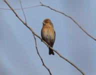 Pallas's Rosefinch 2.jpg