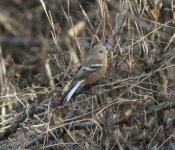 Long-tailed Rosefinch.jpg