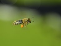 bee flight D800_N8D2930.jpg