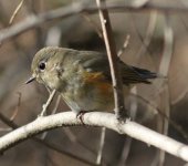 Red-flanked Bluetail.jpg