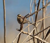 Siberian Accentor.jpg