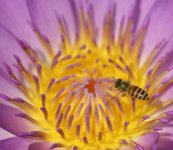 bee flight waterlily D800 300mm_N8D2834.jpg