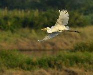 great egret flight D800 300mm_N8D2265.jpg