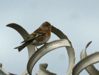 Brambling_Girdle Ness_131012a.jpg