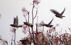 waxwings2-003.jpg