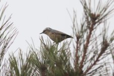 Chinese Nuthatch.jpg