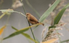 Chinese Penduline Tit.jpg