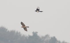 Grey-faced Buzzard.jpg