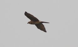 Grey-faced Buzzard 2.jpg