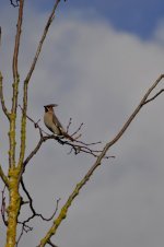 waxwing2-wychbold-011212.jpg